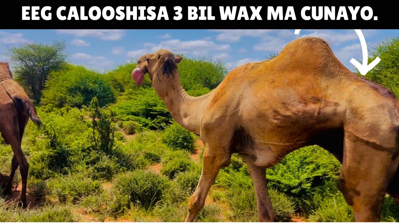 AWRKII KHATARTA AHAA OO SI XAD DHAAF AH U QOOQAY OO KALA GO,AY.