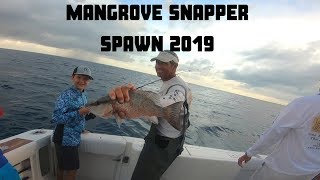 MANGROVE SNAPPER SPAWN 2019!