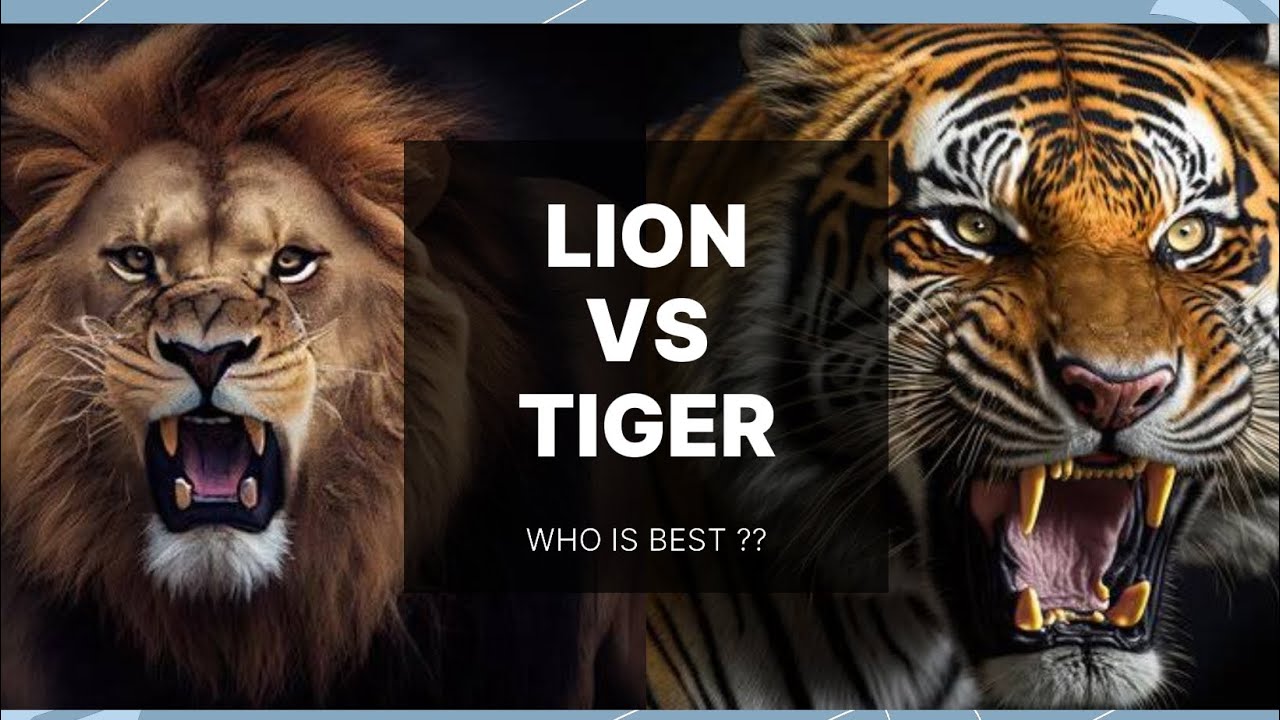 Tiger roar vs Lion roar || ADTV