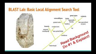 4/19 Cladograms & BLAST Lab