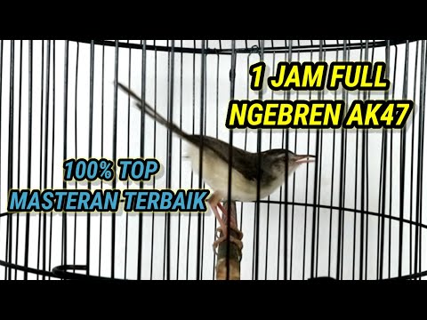 Guru Vokal  JITU CIBLEK SAWAH FULL NGEBREN SUARA JERNIH