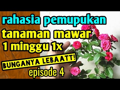 Video: Apakah Potash baik untuk mawar?