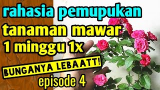 rahasia pemupukan tanaman mawar 1 minggu 1x