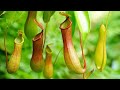 10 PLANTS THAT EATS ANIMALS | कीड़े खाने वाले पौधे | Carnivorous Plants in the World in Hindi