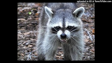 nascar aloe - I WANT OUT (snippet)