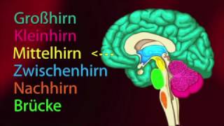 Das Gehirn Biologie #1