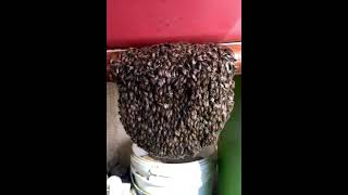 Making of Honey Comb Timelapse video really amazing