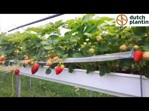 Video: ¿Qué es una fresa Elsanta? - Cómo cultivar plantas de fresa Elsanta
