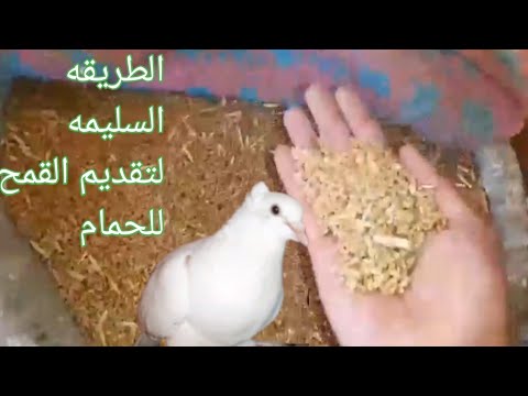 الطريقه السليمه لتقديم القمح للحمام وتسمين الزغليل دكتور حمام مصري