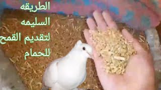 الطريقه السليمه لتقديم القمح للحمام وتسمين الزغليل/دكتور حمام مصري