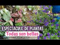 ESPECTACULO DE PLANTAS todas son BELLAS/Liliana Muñoz