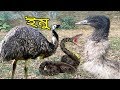 Emu Bird Can Not Fly Only  Can Run - ইমু  পাখি উড়তে পারেনা কিন্তু দৌড়াতে পারে