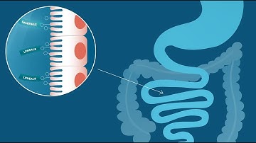 Probi Defendum® probiotic mode of action - Explainer video