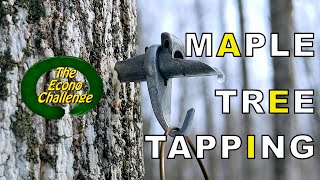 Tapping A Maple Tree - Econo Challenge