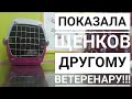 ПОЕЗДКА  ЩЕНКОВ К ВЕТЕРИНАРУ, НЕ МНОГО О ПОКУПКАХ!!!