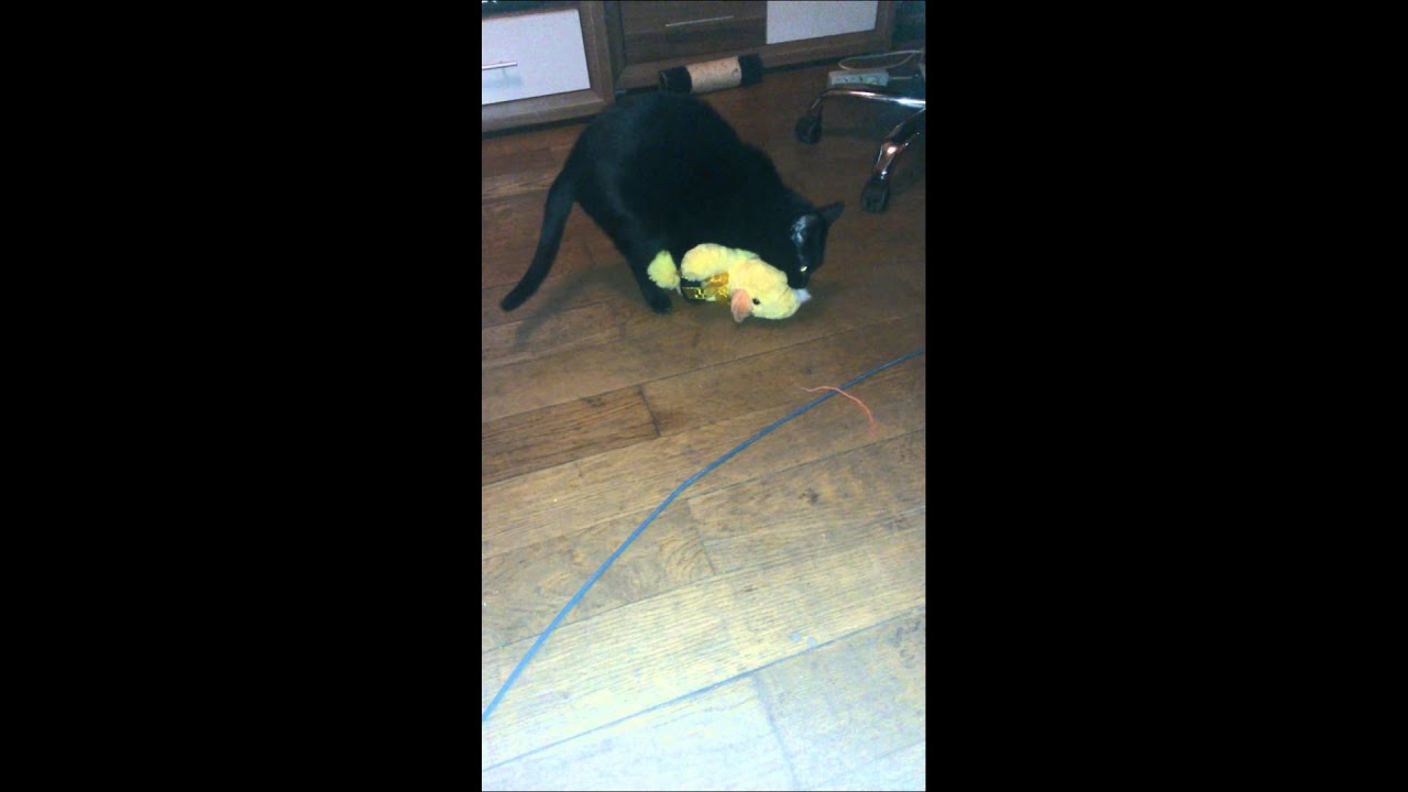 Kater Besteigt Kater Und Beißt In Den Nacken