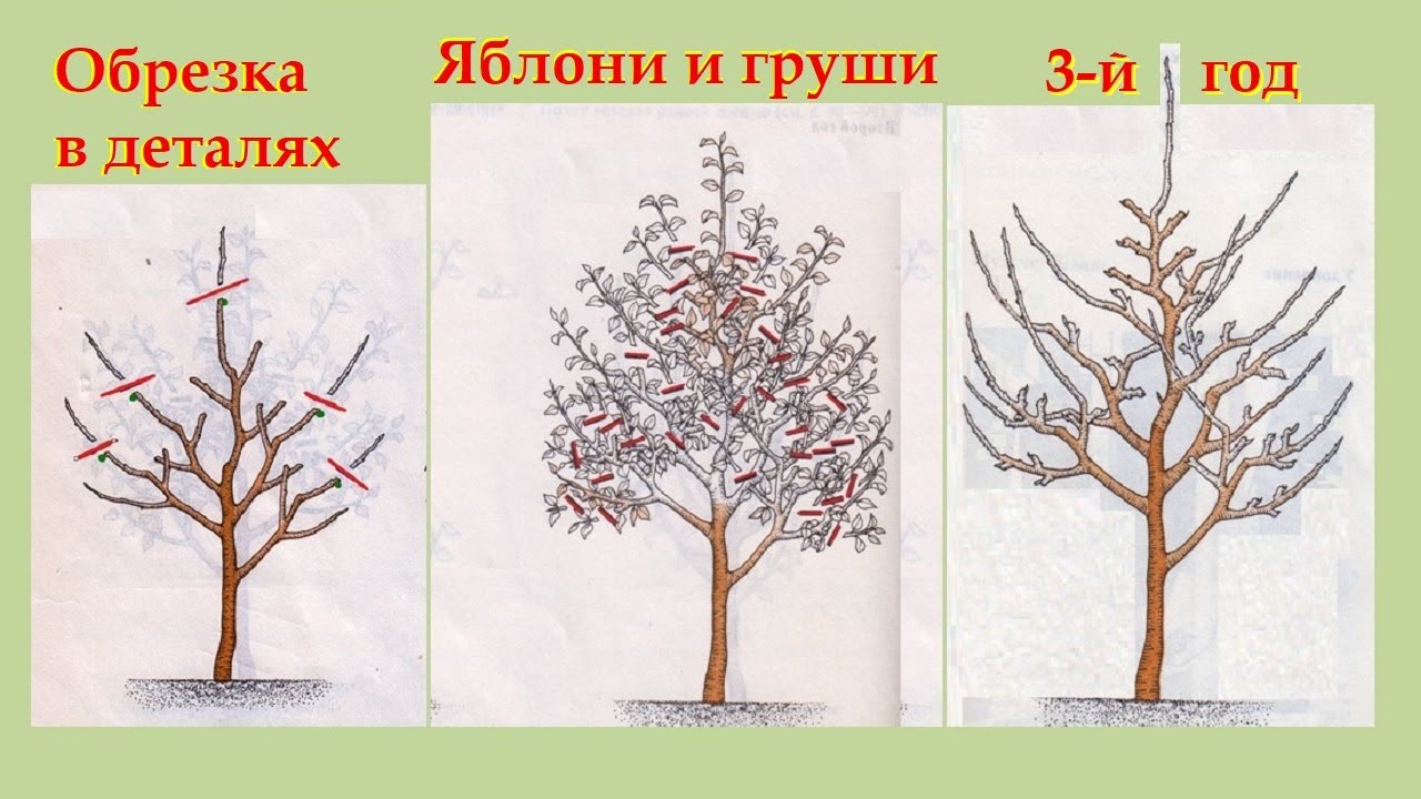 Как обрезать грушу 5 лет. Обрезка груши. Обрезка груши весной 3 года. Обрезка яблони третий год. Обрезка груши весной.