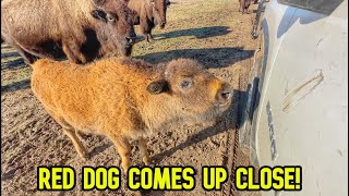 New Addition to The Ranch! Bison Come to Inspect! by Cross Timbers Bison 50,261 views 2 months ago 23 minutes