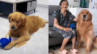 How much does Maomao love grandma? Look at this!❤️#聪明旺豆豆 #金毛豆豆 #金毛