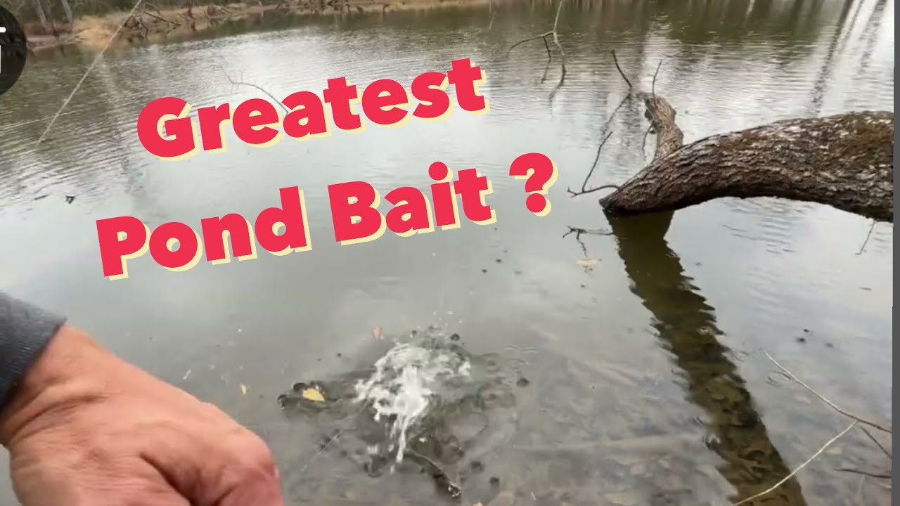 Greatest Pond Bait of All Time? #bassfishing #pondfishing #bfsfishing