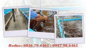 Đại lý phân phối giống tôm càng xanh Quốc Toản | 0856.79.6465 - 0947.98.6465