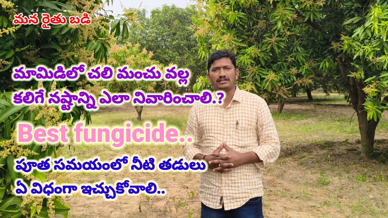 మామిడి పూత పై చలి మంచు(మూడెం)ప్రభావం/పూత దశలో నీటి యాజమాన్యం/తెగుళ్ల నివారణ/#