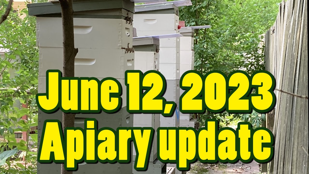 Apiary update June 12, 2023 - YouTube