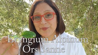 Eryngium Alpinum benefits  ما هي فوائد القرص عنّة