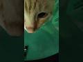 Update on Mochi The Cat