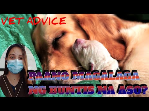 Video: Paano Pangalagaan Ang Isang Buntis Na Aso