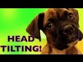 Brock the Boxer Dog vs. Strange Noises!! 8 weeks old!