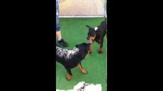 Rottweiler vs Doberman