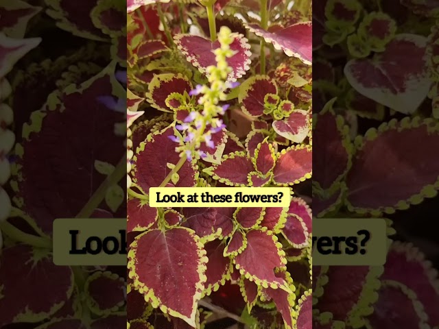 My Secret for Bushy Coleus Plants! class=