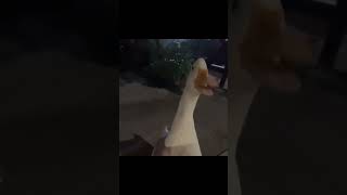 singging duck memes // meme templates