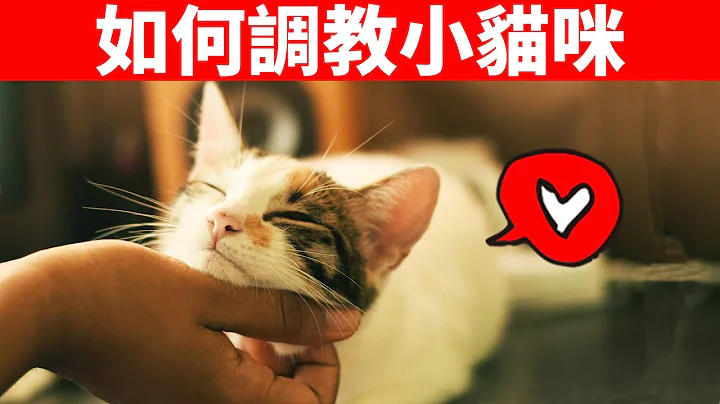 如何教育你的猫？用对这6种方法，猫会亲人又听话！【养猫必看EP13】 - 天天要闻