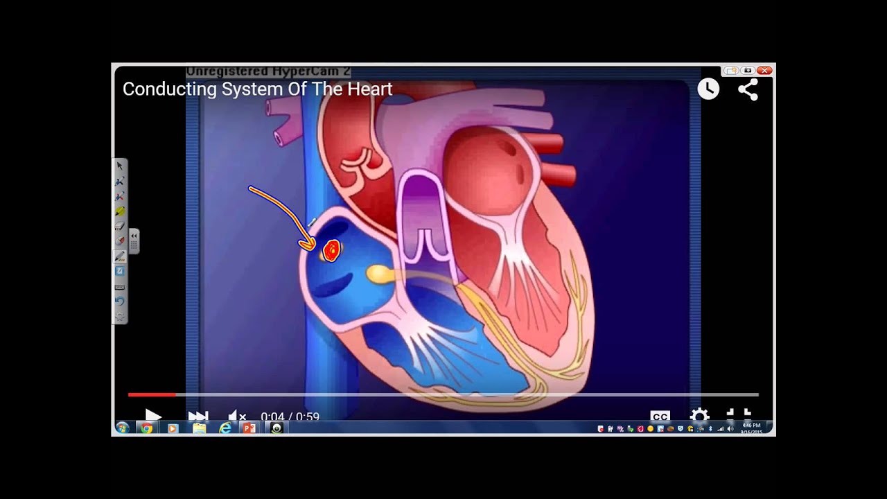 The electrical conduction system of the heart and how it ...