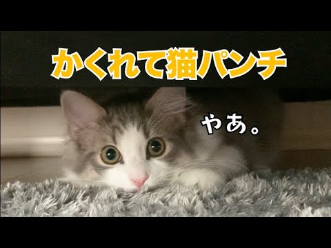 ソファーの下から隠れて猫パンチするねこ!イモムシ君と戦うロア。