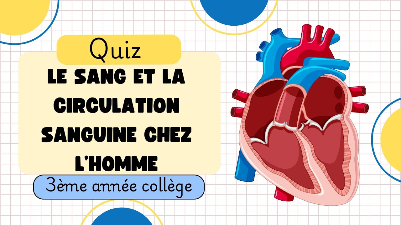 QCM corrigés : Le sang et la circulation sanguine chez l’Homme – 3ème année collège