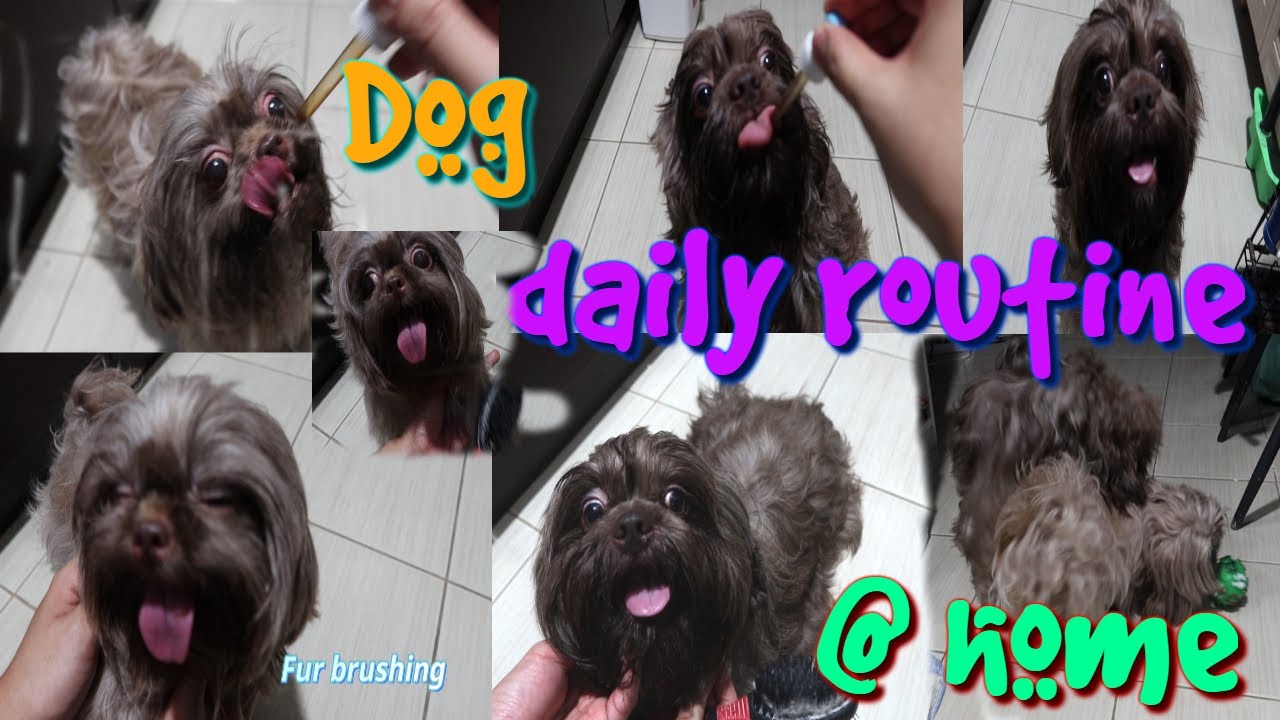 shih-tzu-dog-daily-routine-at-home-youtube
