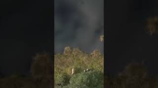 1679 52372