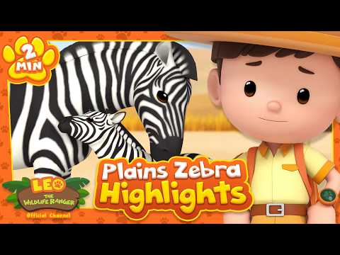 PLAINS ZEBRA HIGHLIGHTS! | Leo the Wildlife Ranger | Learning Animal Cartoons
