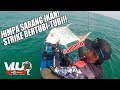 Terjumpa Sarang Ikan! Strike Bertubi-Tubi!! - VLUQ #44 -Kayak Fishing Malaysia