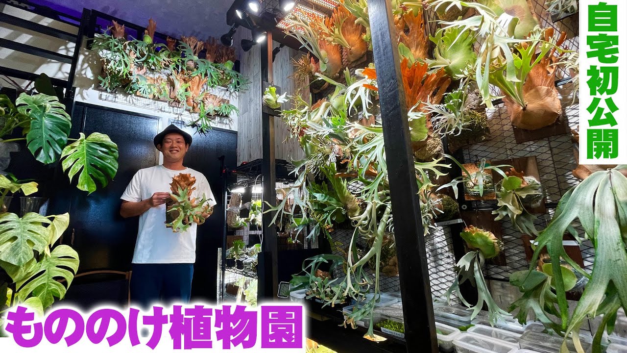 【もののけ植物園】ビカクシダを中心に塊根植物やアガベなど自宅で1000株栽培するもののけ植物園に初潜入【ビザールプランツ】