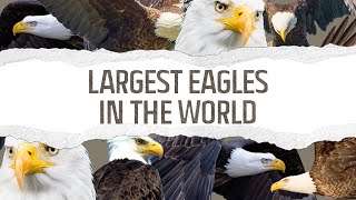 Top 10 Largest Eagles in the World by Facts Net 8,553 views 1 year ago 9 minutes, 31 seconds