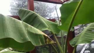 2013.08.31 バナナのコンパクト栽培について 2