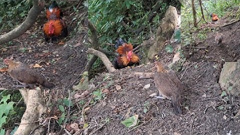 Gà rừng mái gọi trống đỉnh cao.poj qaib qus xeev zoo tiag tiag