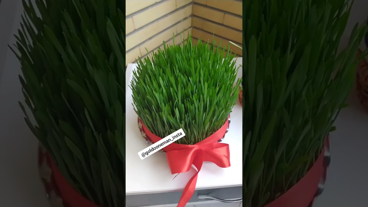 آموزش سبز کردن سبزه گندم