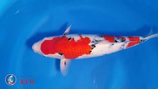 A21Tmo11 56Cm 2Sai F