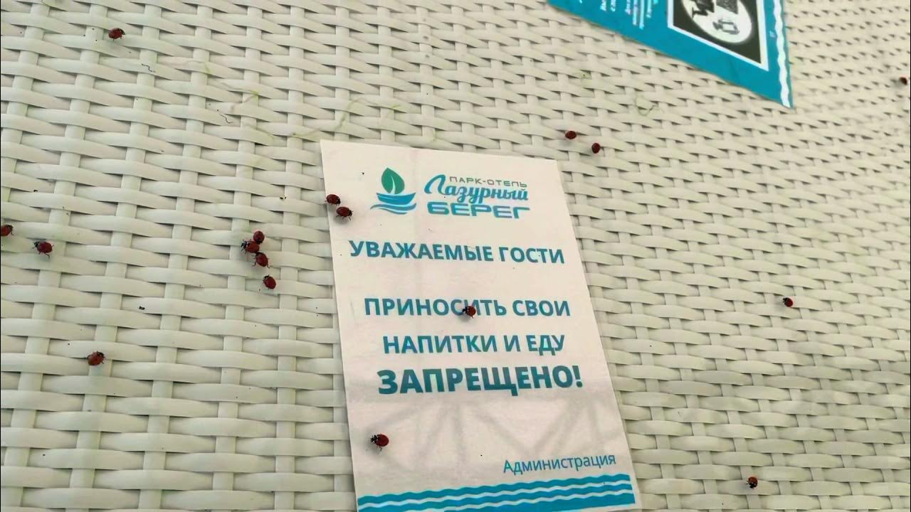 Божьи коровки в анапе 2021 на пляже Божьи коровки в анапе 2021 на пляже