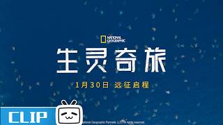🌳🐘《生灵奇旅》定档预告：一起冒险吧 | 哔哩哔哩纪录片 【哔哩哔哩精选 Bilibili Variety】